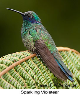 Sparkling Violetear - © James F Wittenberger and Exotic Birding LLC