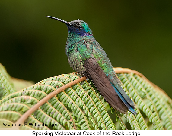 Sparkling Violetear - © James F Wittenberger and Exotic Birding LLC