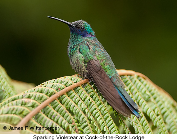Sparkling Violetear - © James F Wittenberger and Exotic Birding LLC Sparkling Violetear - © James F Wittenberger and Exotic Birding LLC