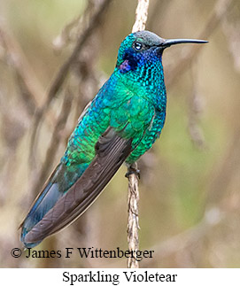 Sparkling Violetear - © James F Wittenberger and Exotic Birding LLC