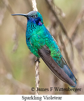 Sparkling Violetear - © James F Wittenberger and Exotic Birding LLC