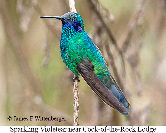 Sparkling Violetear - © James F Wittenberger and Exotic Birding LLC