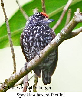 Speckle-chested Piculet - &copy; James F Wittenberger and Exotic Birding LLC