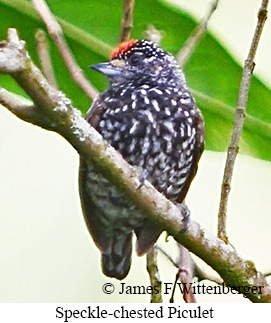 Speckle-chested Piculet - &copy; James F Wittenberger and Exotic Birding LLC