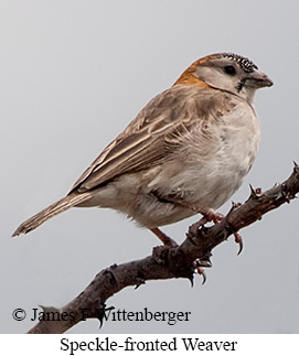 Speckle-fronted Weaver - © James F Wittenberger and Exotic Birding LLC Speckle-fronted Weaver - © James F Wittenberger and Exotic Birding LLC