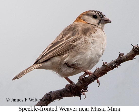 Speckle-fronted Weaver - © James F Wittenberger and Exotic Birding LLC