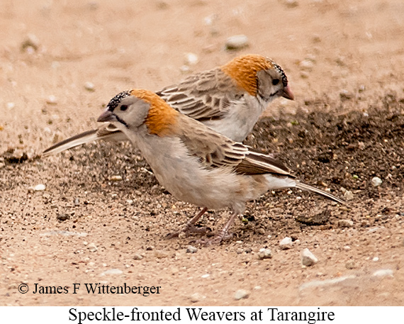 Speckle-fronted Weaver - © James F Wittenberger and Exotic Birding LLC