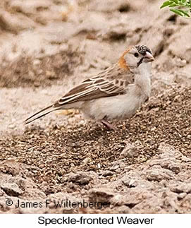 Speckle-fronted Weaver - © James F Wittenberger and Exotic Birding LLC