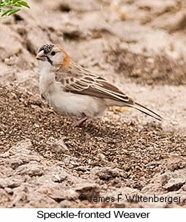 Speckle-fronted Weaver - © James F Wittenberger and Exotic Birding LLC Speckle-fronted Weaver - © James F Wittenberger and Exotic Birding LLC