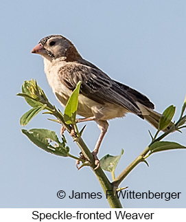 Speckle-fronted Weaver - © James F Wittenberger and Exotic Birding LLC Speckle-fronted Weaver - © James F Wittenberger and Exotic Birding LLC