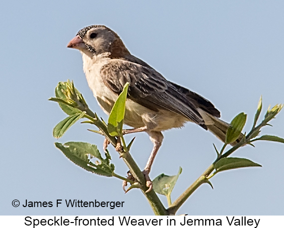 Speckle-fronted Weaver - © James F Wittenberger and Exotic Birding LLC