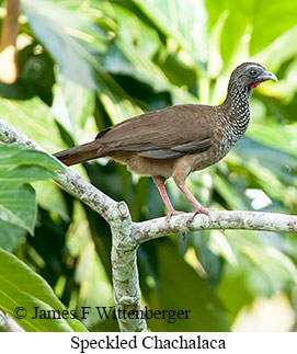 Speckled Chachalaca - © James F Wittenberger and Exotic Birding LLC