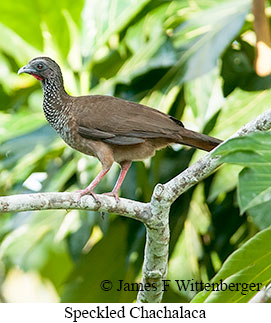Speckled Chachalaca - © James F Wittenberger and Exotic Birding LLC