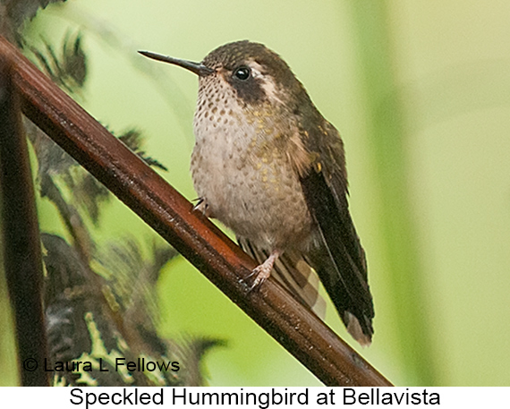 Speckled Hummingbird - © James F Wittenberger and Exotic Birding LLC