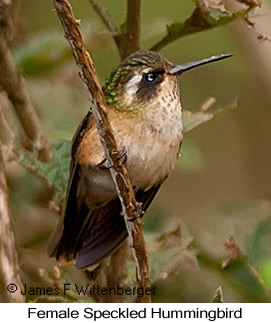 Speckled Hummingbird - © James F Wittenberger and Exotic Birding LLC