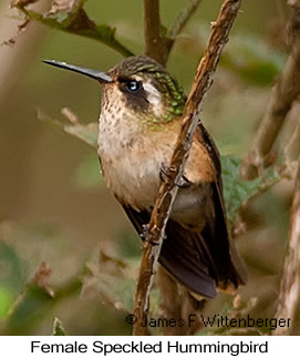 Speckled Hummingbird - © James F Wittenberger and Exotic Birding LLC