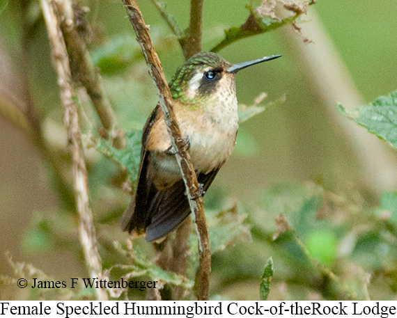 Female Speckled Hummingbird - &copy; James F Wittenberger and Exotic Birding LLC