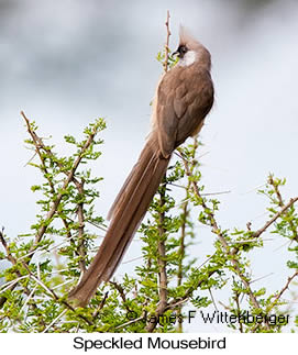Speckled Mousebird - © James F Wittenberger and Exotic Birding LLC Speckled Mousebird - © James F Wittenberger and Exotic Birding LLC