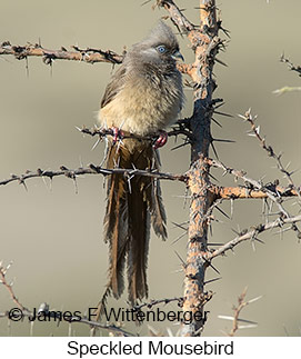 Speckled Mousebird - © James F Wittenberger and Exotic Birding LLC