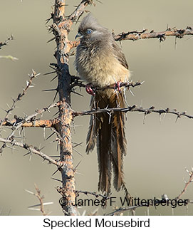 Speckled Mousebird - &copy; James F Wittenberger and Exotic Birding LLC