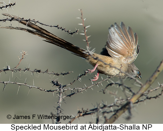 Speckled Mousebird - © The Photographer and Exotic Birding LLC
