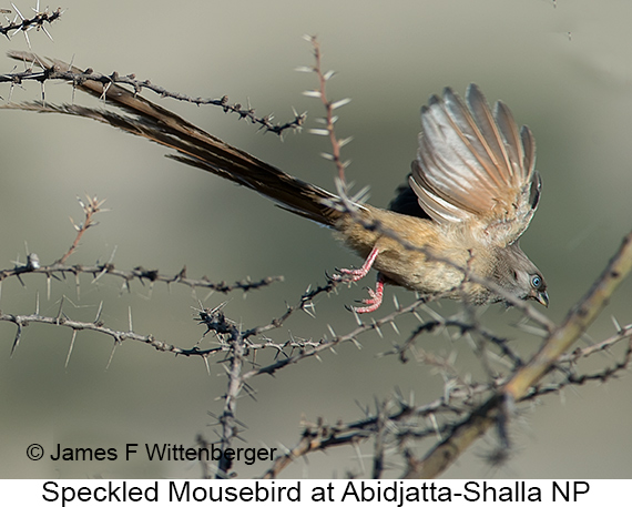 Speckled Mousebird - © James F Wittenberger and Exotic Birding LLC