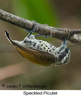 Speckled Piculet - © James F Wittenberger and Exotic Birding LLC