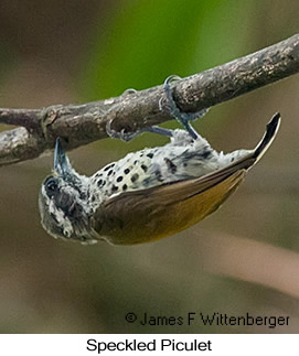 Speckled Piculet - © James F Wittenberger and Exotic Birding LLC