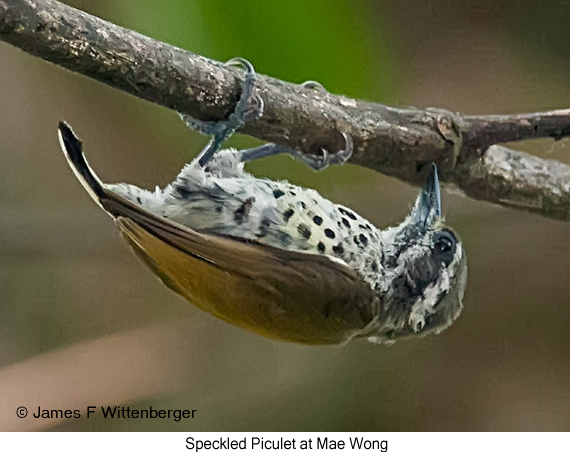 Speckled Piculet - © James F Wittenberger and Exotic Birding LLC