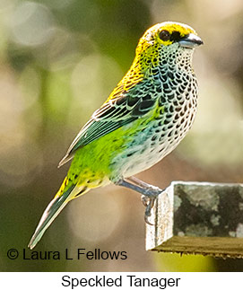 Speckled Tanager - © Laura L Fellows and Exotic Birding LLC