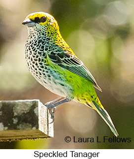 Speckled Tanager - © Laura L Fellows and Exotic Birding LLC