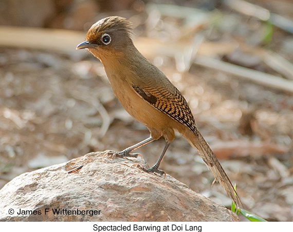 Spectacled Barwing - © James F Wittenberger and Exotic Birding LLC