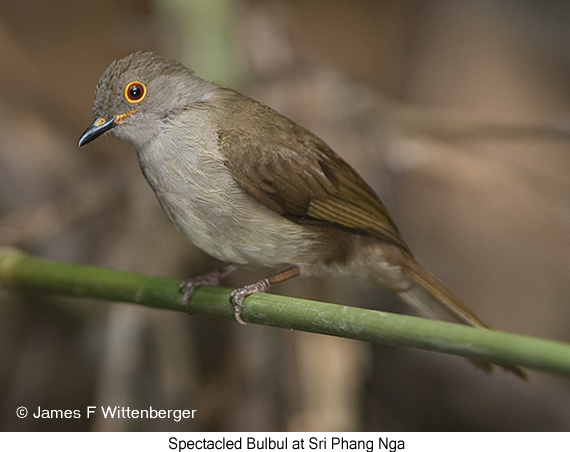 Spectacled Bulbul - © James F Wittenberger and Exotic Birding LLC