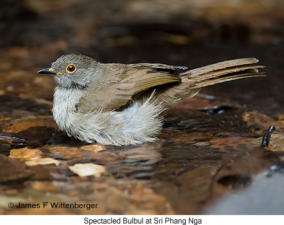 Spectacled Bulbul - © James F Wittenberger and Exotic Birding LLC