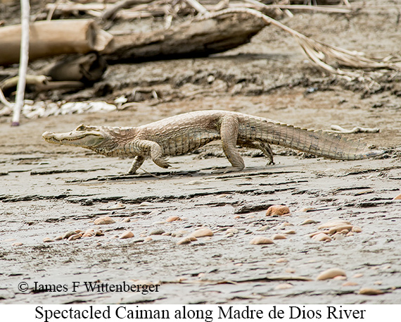 Spectacled Caiman - © James F Wittenberger and Exotic Birding LLC