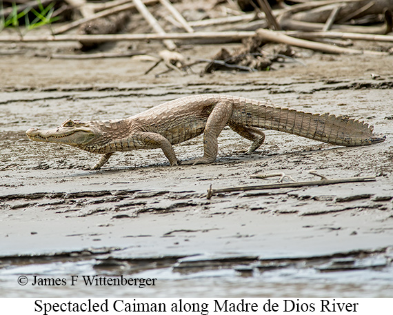 Spectacled Caiman - © James F Wittenberger and Exotic Birding LLC