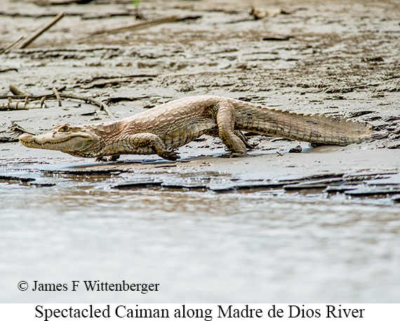 Spectacled Caiman - © James F Wittenberger and Exotic Birding LLC