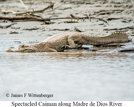 Spectacled Caiman - © James F Wittenberger and Exotic Birding LLC