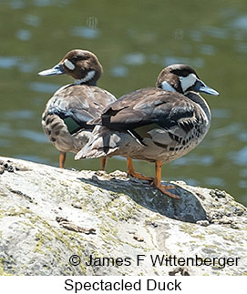 Spectacled Duck - © James F Wittenberger and Exotic Birding LLC Spectacled Duck - © James F Wittenberger and Exotic Birding LLC