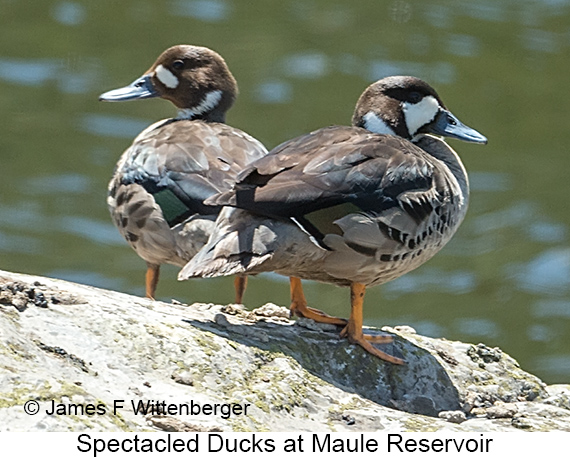 Spectacled Duck - © James F Wittenberger and Exotic Birding LLC Spectacled Duck - © James F Wittenberger and Exotic Birding LLC