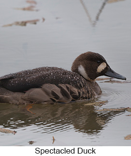Spectacled Duck  - Courtesy Argentina Wildlife Expeditions