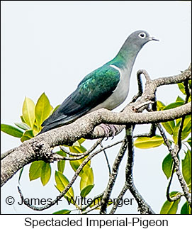 Spectacled Imperial-Pigeon - &copy; James F Wittenberger and Exotic Birding LLC