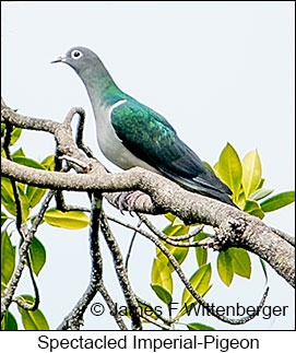 Spectacled Imperial-Pigeon - © James F Wittenberger and Exotic Birding LLC