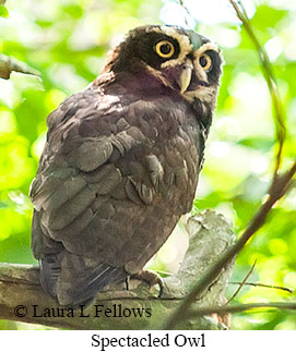 Spectacled Owl - © Laura L Fellows and Exotic Birding LLC