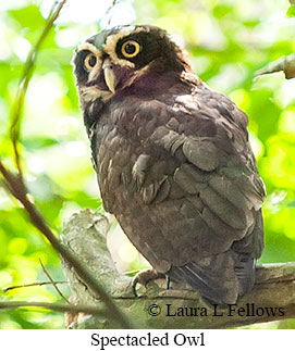 Spectacled Owl - © Laura L Fellows and Exotic Birding LLC