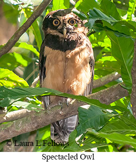 Spectacled Owl - &copy; Laura L Fellows and Exotic Birding Tours