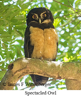 Spectacled Owl - © James F Wittenberger and Exotic Birding LLC Spectacled Owl - © James F Wittenberger and Exotic Birding LLC
