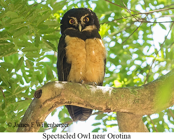 Spectacled Owl - &copy; James F Wittenberger and Exotic Birding LLC