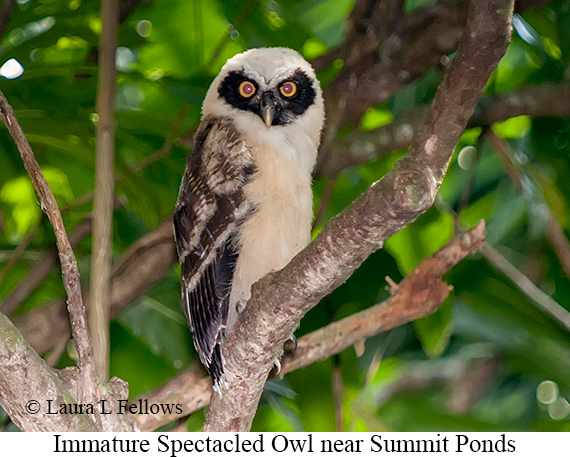 Spectacled Owl - © Laura L Fellows and Exotic Birding LLC Spectacled Owl - © Laura L Fellows and Exotic Birding LLC