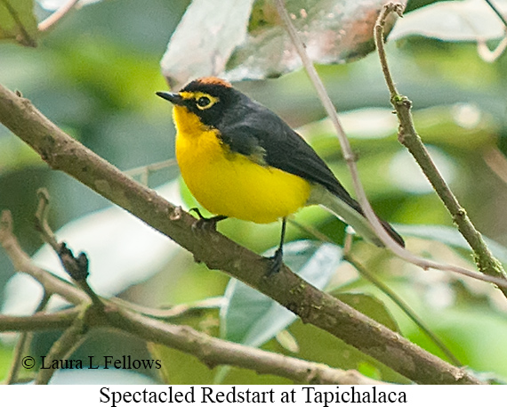 Spectacled Redstart - &copy; James F Wittenberger and Exotic Birding LLC